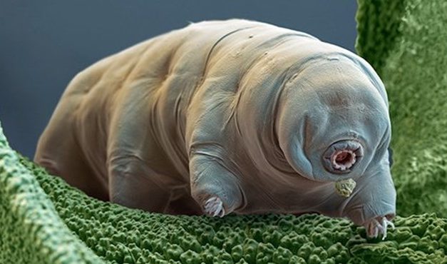 Medveállatkák lehetnek az első holdlakók