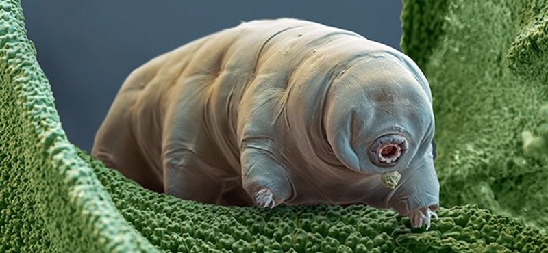 Medveállatkák lehetnek az első holdlakók