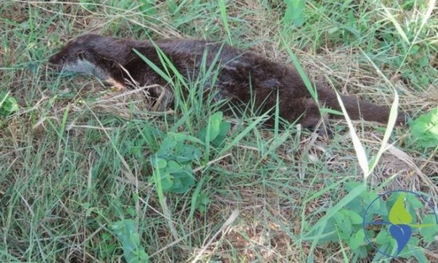 Bácsföldvár: Talpra állt a sérült vidra