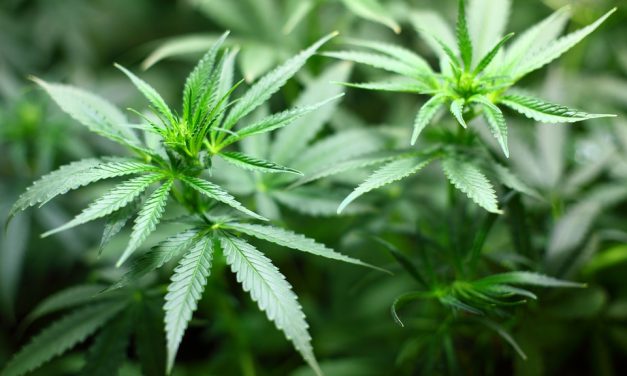 Luxemburgban legalizálhatják a kannabiszt
