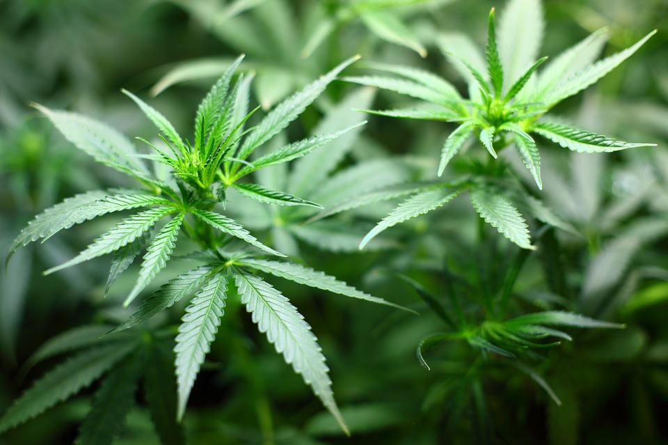 Luxemburgban legalizálhatják a kannabiszt