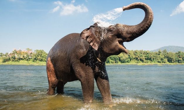 Ötvenhárom százalékkal csökkentek az erdőben élő gerincesek populációi félszáz év alatt