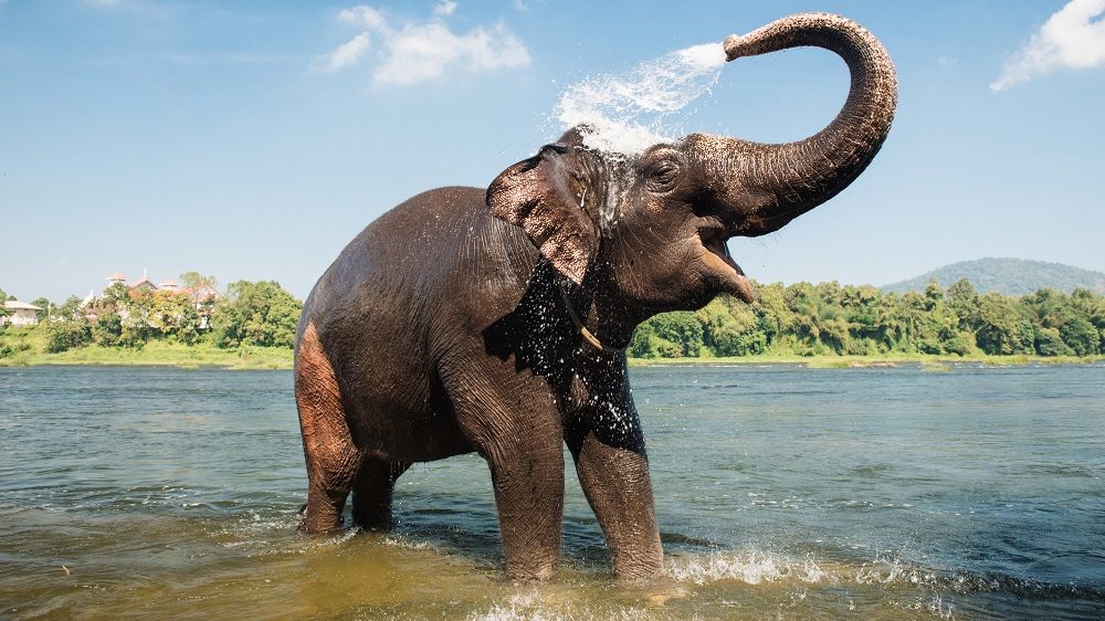 Ötvenhárom százalékkal csökkentek az erdőben élő gerincesek populációi félszáz év alatt