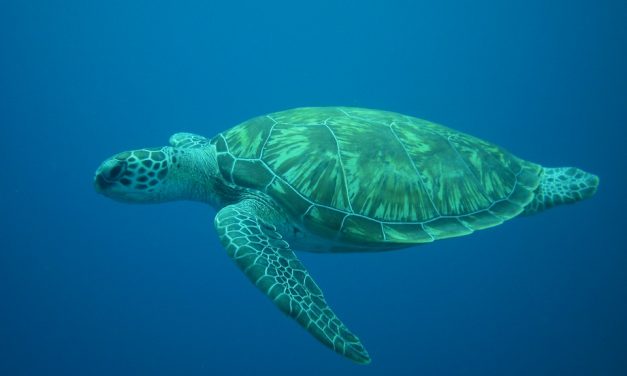 Csaknem 90 százalékkal csökkent a nagytestű édesvízi fajok populációja