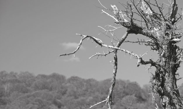 <span class="entry-title-primary">A fiúk és a lányok</span> <span class="entry-subtitle">Andrássy Réka verse</span>