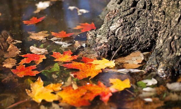 Ilyen időnk lesz a héten