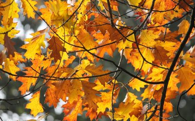 26 fok is lehet, de már hétfőn hidegfront érkezik