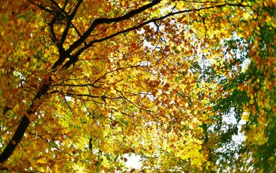 Egy hurrikántól függ, hogy szeptember 10-ig vagy 20-ig lesz meleg