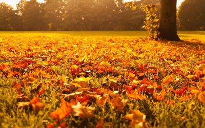 Viharos szél és trópusi meleg – ez vár ránk péntektől