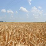 Nem kell többé számlákkal igazolni: Új könnyítések a gazdáknak