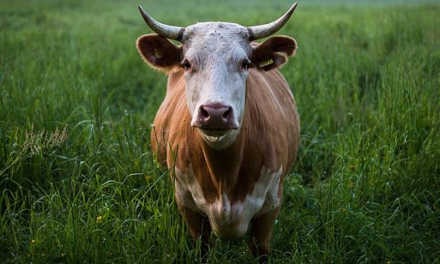 Az autó után kötötte a tehenet, kötélen vontatta a kocsi után (videóval)