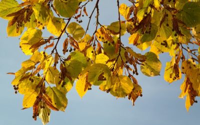 Legalább öt nyári napunk októberben is lesz