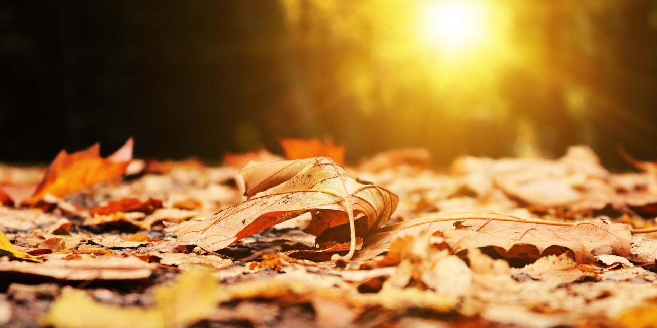 A sokéves átlagnál melegebb novemberünk lesz