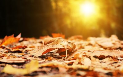 A sokéves átlagnál melegebb novemberünk lesz