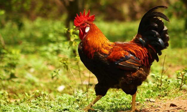 A saját udvarában ölt meg egy asszonyt a kakas