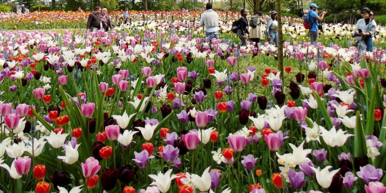 <span class="entry-title-primary">LXXXI. szonett</span> <span class="entry-subtitle">William Shakespeare költeménye</span>