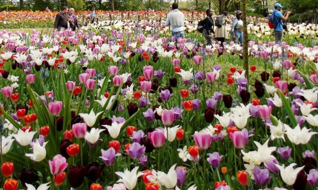 <span class="entry-title-primary">LXXXI. szonett</span> <span class="entry-subtitle">William Shakespeare költeménye</span>