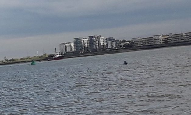 Bálnát láttak a Temzében Londonnál (videóval)