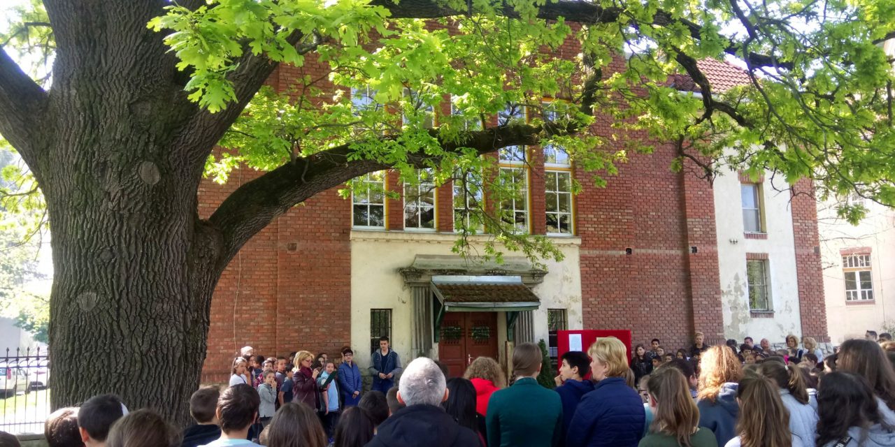 <span class="entry-title-primary">Idén egy tölgyé a korona</span> <span class="entry-subtitle">A kaposvári Szabadságfa lett az év fája</span>