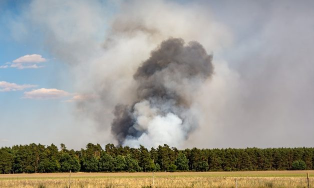 Szerbiában megnőtt az erdőtüzek kialakulásának kockázata