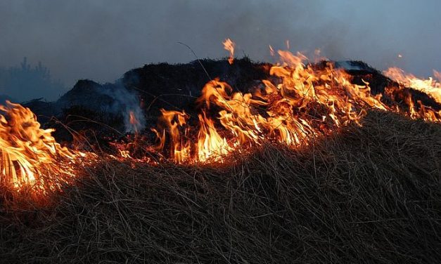 Tarlótűz oltása közben halt meg egy idős férfi