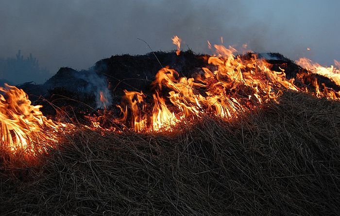 Tarlótűz oltása közben halt meg egy idős férfi