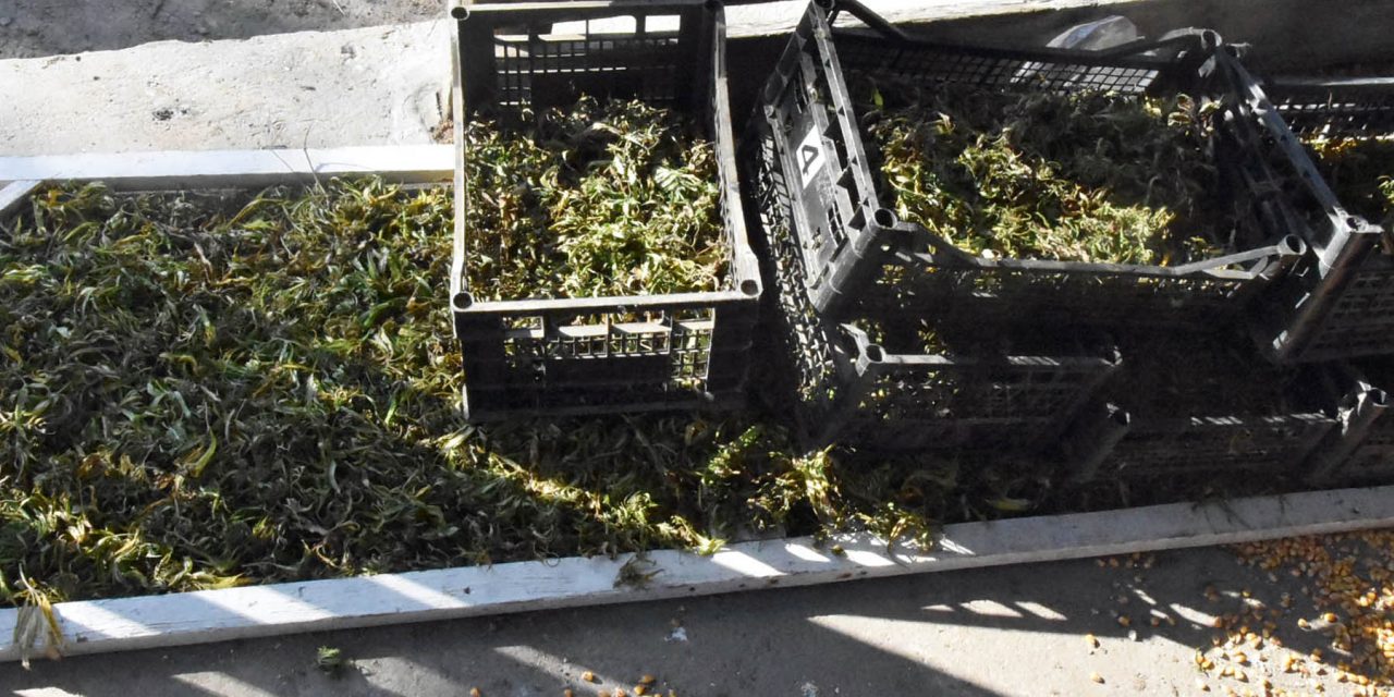 Újvidék: Több mint tizenkét kiló füvet foglaltak le a rendőrök (Fotók)