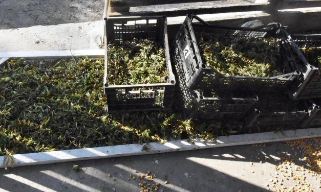 Újvidék: Több mint tizenkét kiló füvet foglaltak le a rendőrök (Fotók)