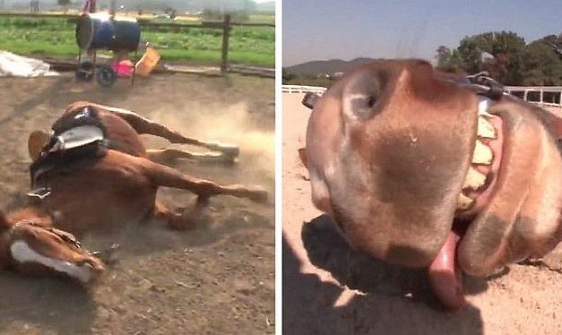 A ló, amelyik halottnak tetteti magát, ha lovagolni akarnak rajta (videó)