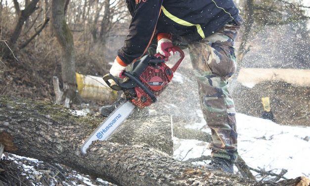 Péterréve: Feltételezett fatolvajokat vettek őrizetbe
