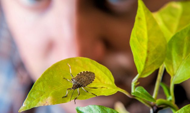 Az Európai Unió növényútlevelet vezet be a poloskák miatt