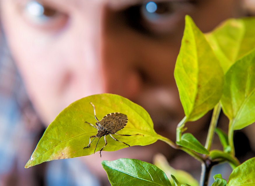 Az Európai Unió növényútlevelet vezet be a poloskák miatt