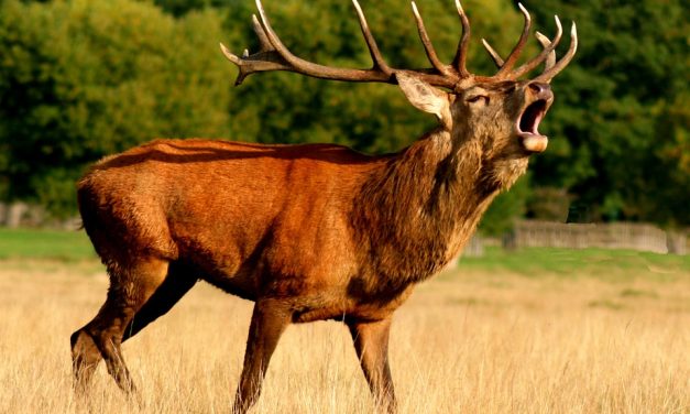 Amikor a szarvas meglátogatja a fodrászt (videóval)