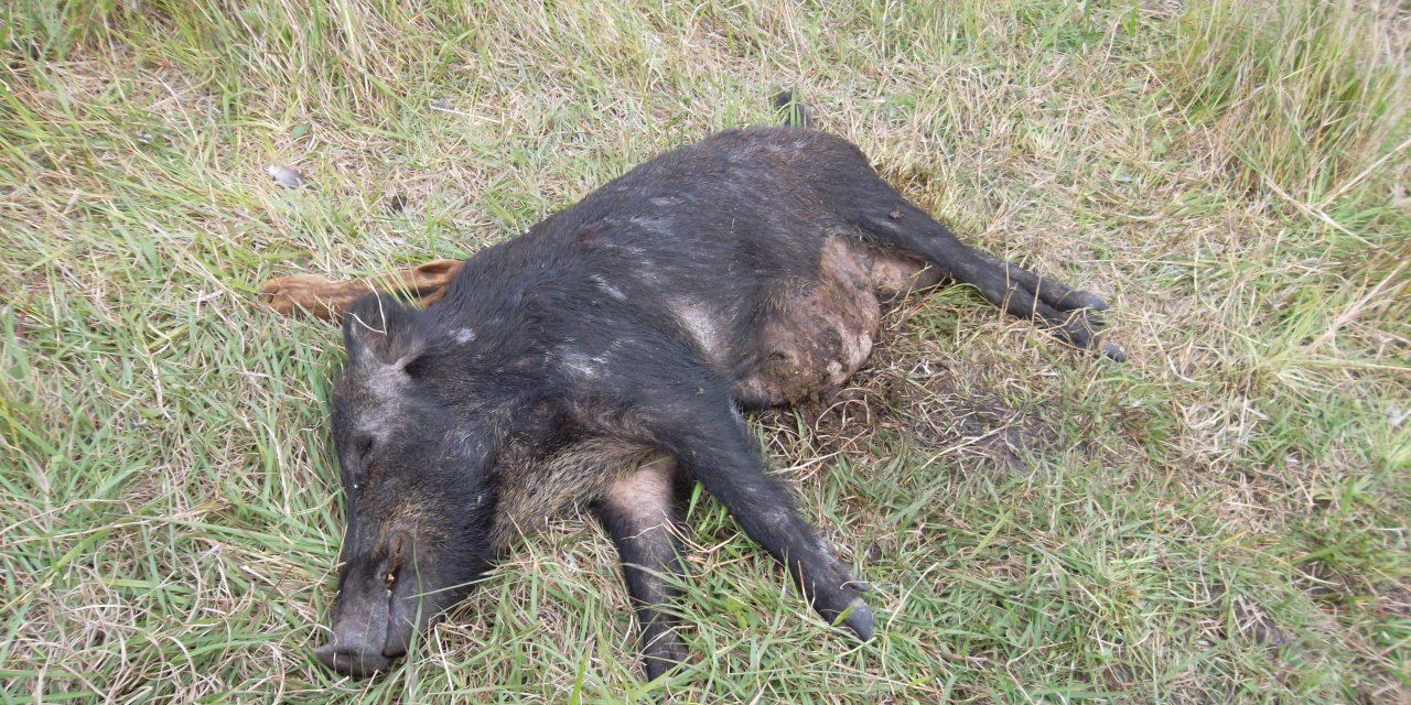 Több száz elhullott vaddisznót találtak Budakeszin