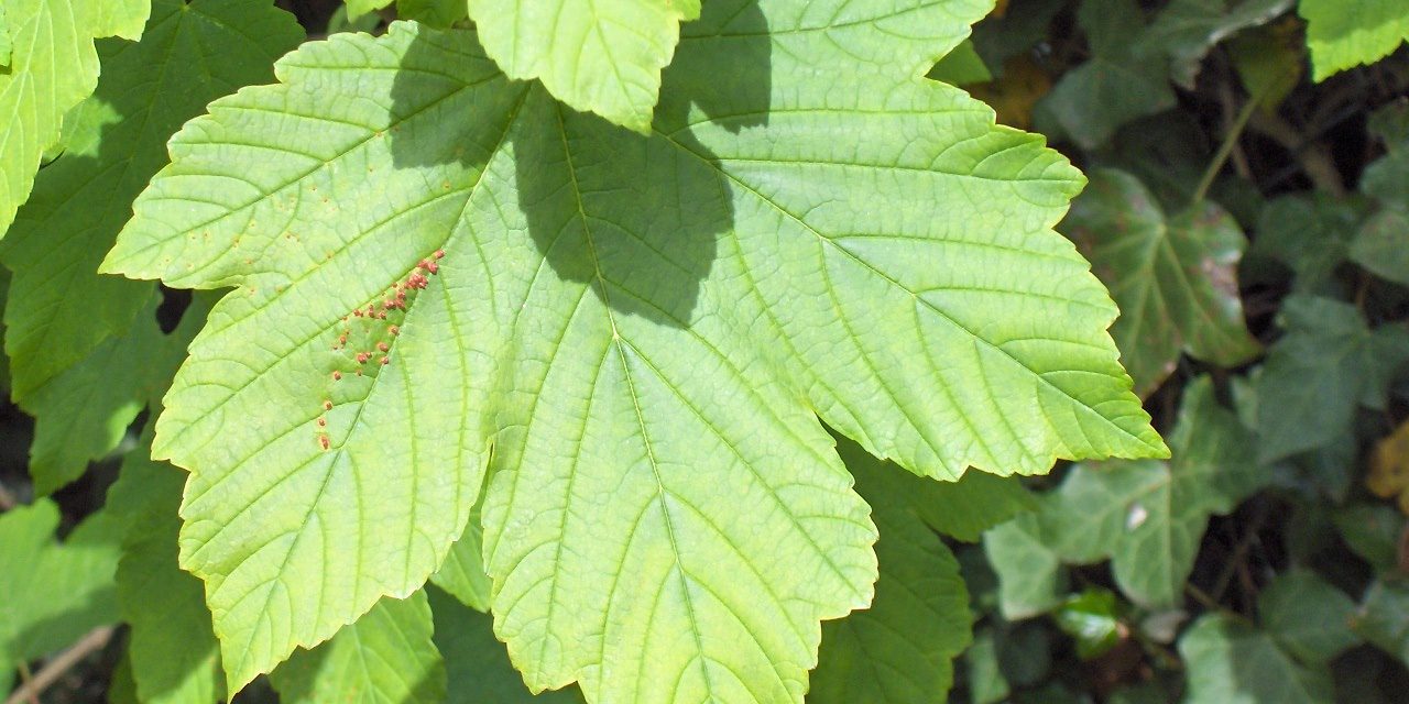 Szombaton faültetés Zentán