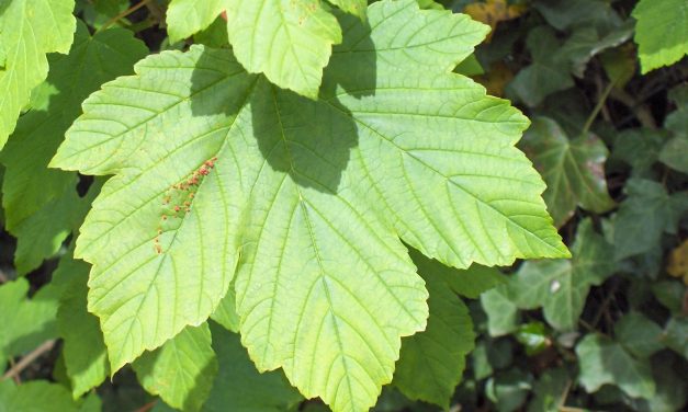 Szombaton faültetés Zentán