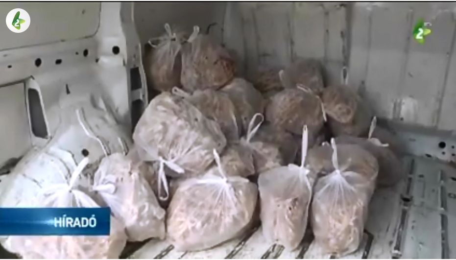 Egy fiatalember egy tonna eledelt ajándékozott az óbecsei kutyamenhelynek