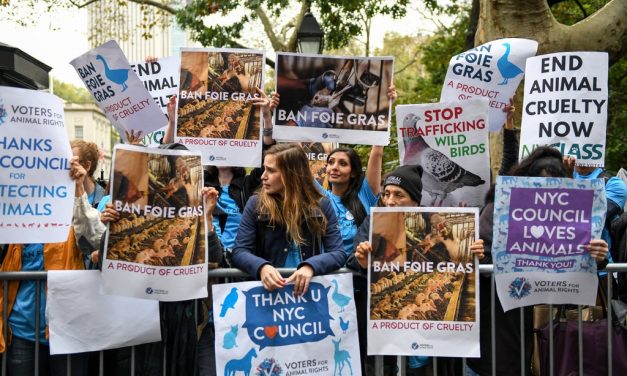 <span class="entry-title-primary">New York betiltja a libamájat</span> <span class="entry-subtitle">Brit választások, szíriai hadjárat, halálos fenyegetések német politikusok ellen: Folytatódik a káosz a világban – Nemzetközi lapszemlénk</span>