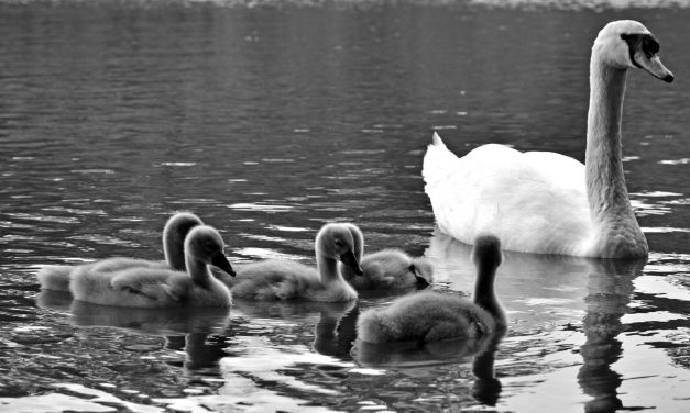 <span class="entry-title-primary">Földtulajdon</span> <span class="entry-subtitle">Babics Imre verse</span>