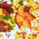 A szeptember és az október is melegebb lesz az átlagosnál