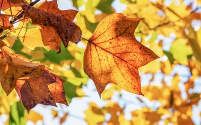 Megdőlhet a melegrekord pénteken