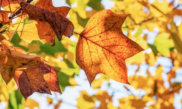 Felhős, de szárazabb, enyhe időre számíthatunk a héten