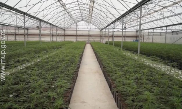 Őrizetbe vették egy vajdasági mezőgazdasági cég tulajdonosát és összes dolgozóját