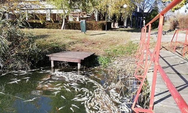 Még mindig nem tudni ki a felelős a 10 tonna hal pusztulásáért