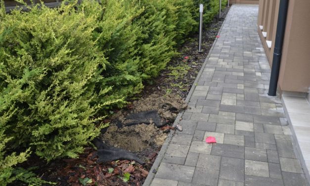 Több mint félmilliónyi eurót ásott el a tuják tövében egy drogkereskedő