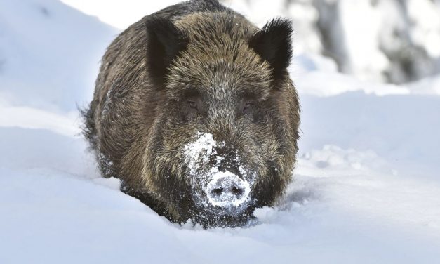 Vaddisznók túrták fel a kokainrejtekhelyet Olaszországban