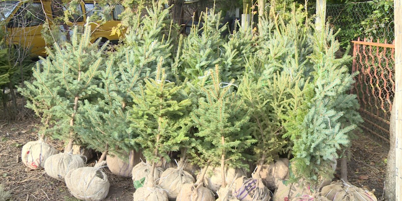 Környezetvédelmi megfontolásból vásárolnak egyre többen földlabdás fenyőfát