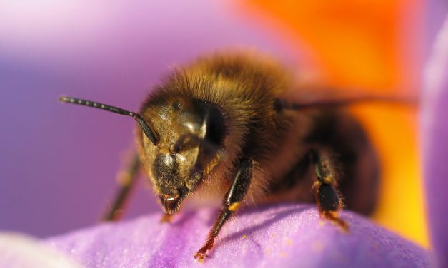 Méhek támadása miatt szakadt félbe a focimeccs (videó)