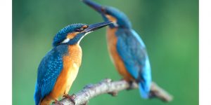 Jégmadarak (Fotó: Wikimedia)