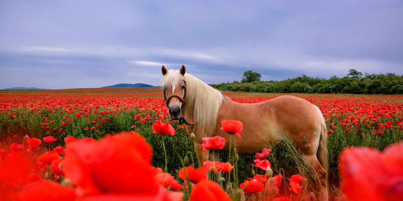 <span class="entry-title-primary">Anyám keze</span> <span class="entry-subtitle">Szabó Palócz Attila verse</span>